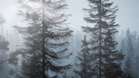 Bosque-Nórdico-Brumoso-Temprano-En-La-Mañana-Con-Niebla